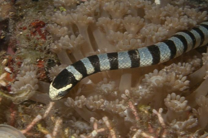 Унищожаването на местообитанията и прекомерният риболов са заплахи за оцеляването на морската змия.