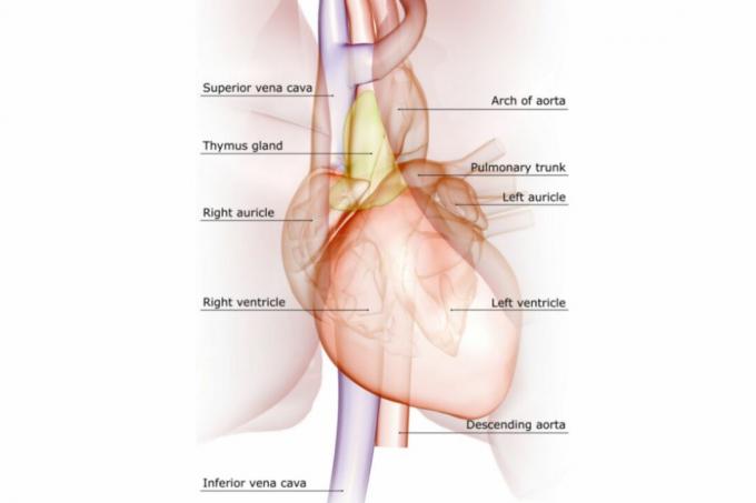 Основни вени и артерии на сърцето, обозначени на диаграма.