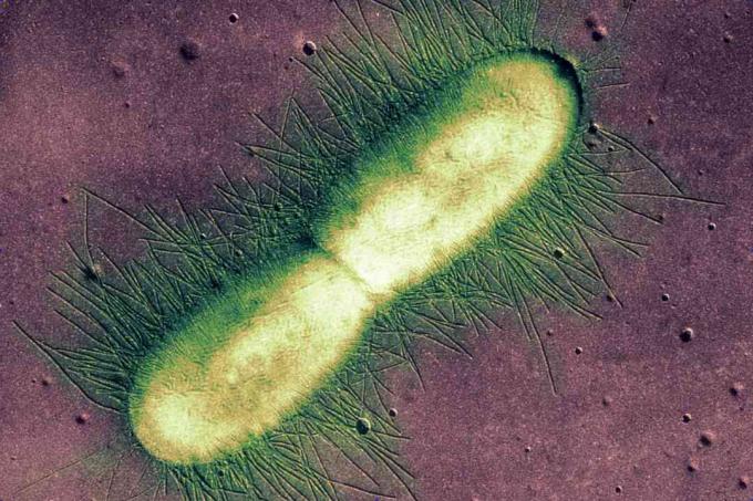 E. коли бактерии