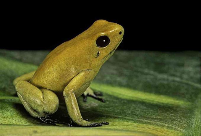 Златната отрова жаба (Phyllobates terribilis) е най-отровната отрова от жаба.