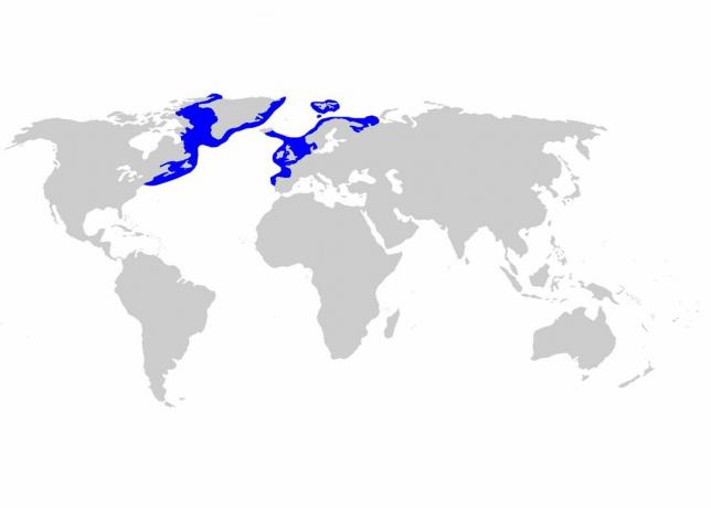 Разпространение на гренландските акули