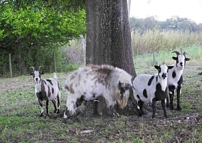 Група припаднали кози