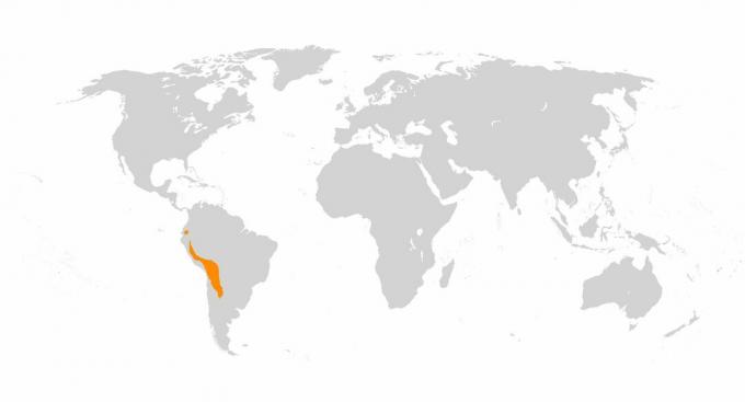 Ламите и алпаките са резултат от опитомяването на гуанакосите и викуните в Андите.