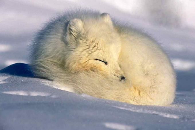 Арктическа лисица оцелява в студен климат благодарение на косата си, една от характеристиките на бозайник