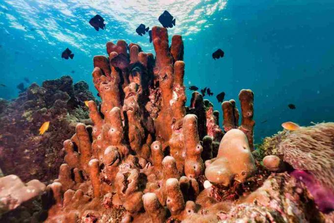 Подводна тръба гъба стълб корал върху коралов риф система за улавяне на въглерод