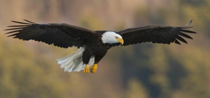 Плешив орел (Haliaeetus leucocephalus), извисяващ се с характерни плоски крила.