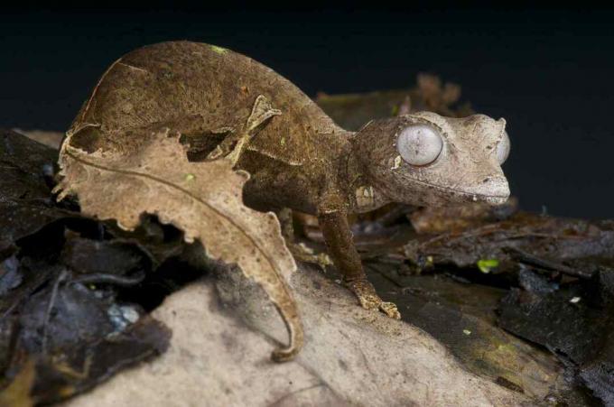 Сатанинският опашен геккон е грандиозен, замаскиран, гущер вид, ендемичен за последните останали високопланински дъждовни гори на Мадагаскар