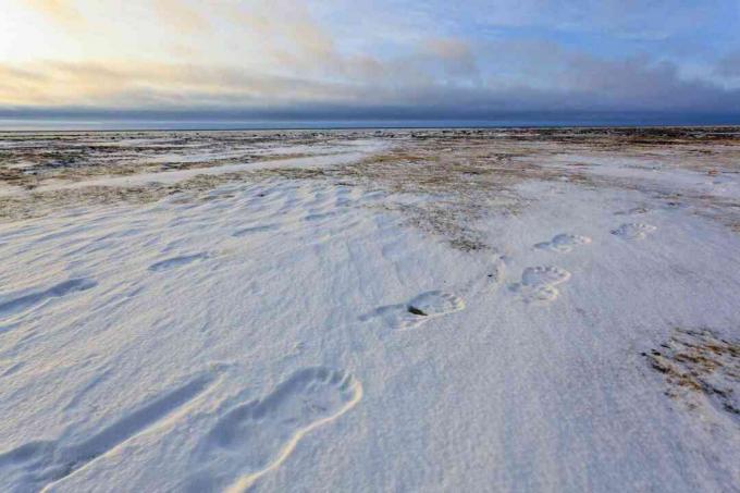 Следи от полярна мечка в заснежените интериори на Канада и Аляска, където се образува континентален полярен въздух