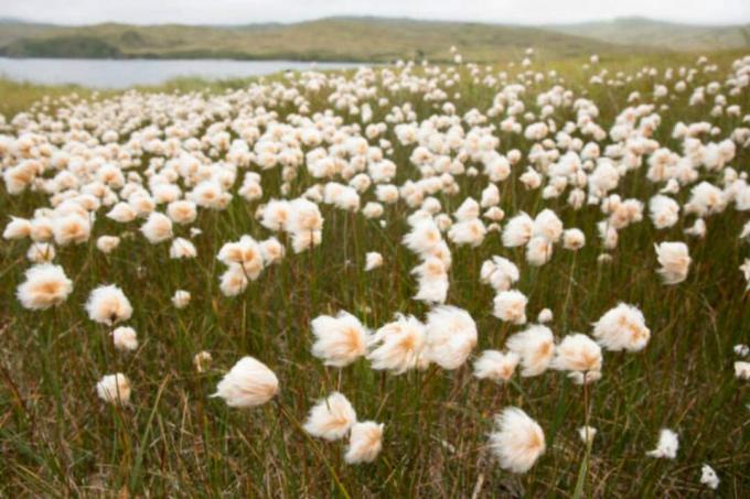 Аляска памучна трева тундра