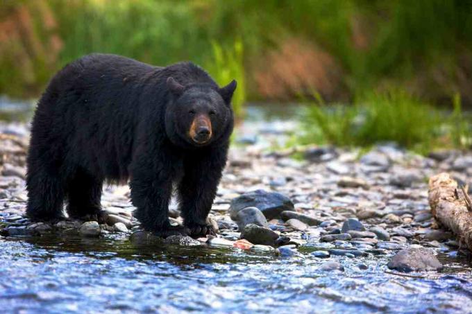 Черна мечка (Ursus americanus), стояща в скален поток, Британска Колумбия, Канада