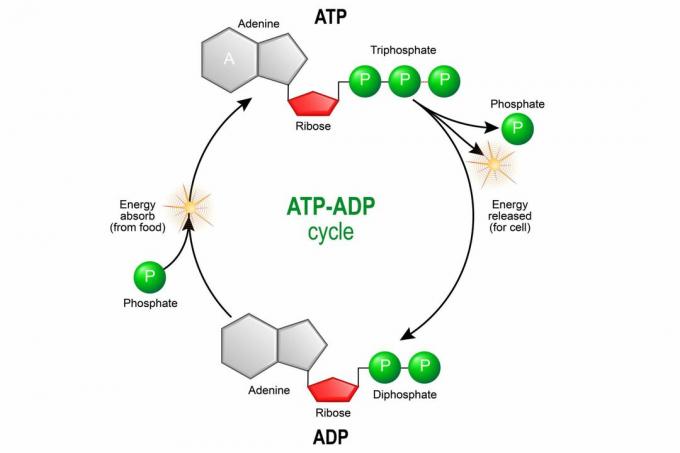 ATP ADP цикъл