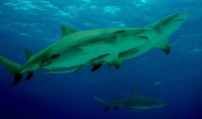 Лимоновите акули живеят в групи и се смята, че образуват приятелства помежду си.