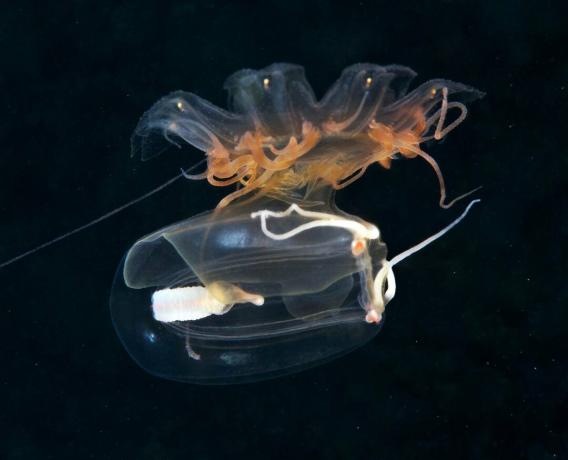 Медузи, които се хранят със Sarsia tubulosa