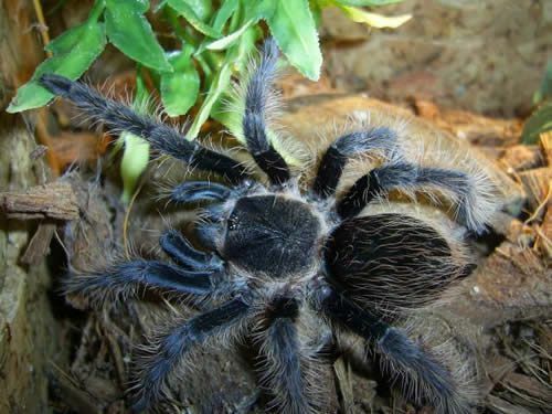 Къдрава коса тарантула (Brachypelma albopilosum)