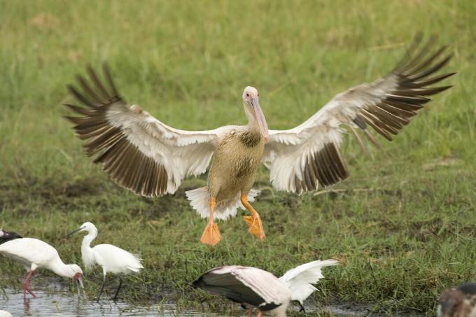 Пеликански пеликани (Pelecanus rufescens) кацане, делта на Окаванго, Ботсвана