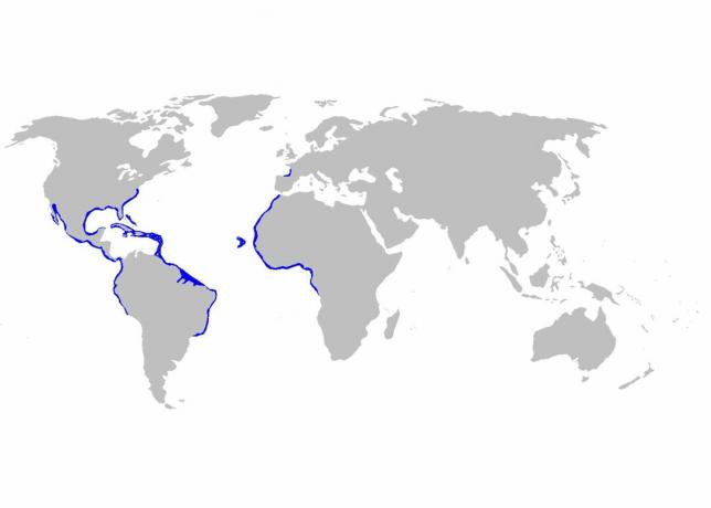 Карта на дистрибуцията за Gindingmostoma cirratum