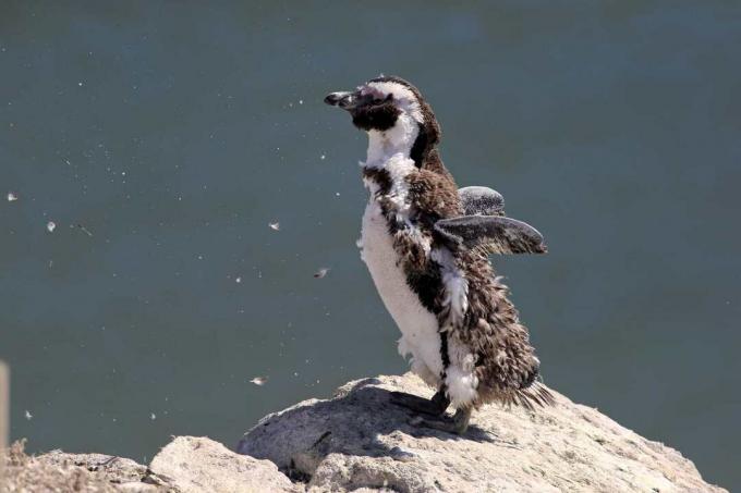 Разтопяващ пингвин