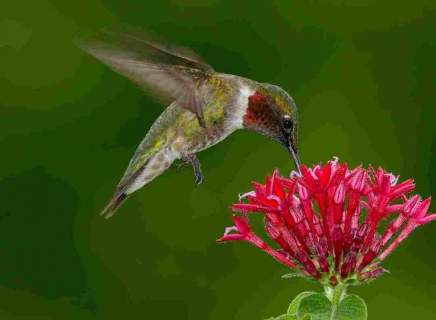 Мъжки колиби от гърло в полет, висящи и пиещи от струпване на малки червени цветя на зелен фон