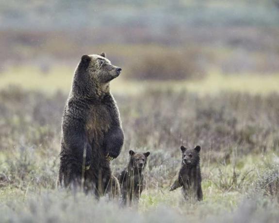 Мечка гризли (Ursus arctos horribilis) сеят и две малки в годината, всички изправени на задните си крака, Национален парк Йелоустоун, Уайоминг