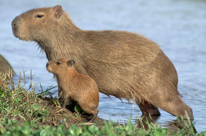 Capybara young са миниатюрни версии на своите родители.