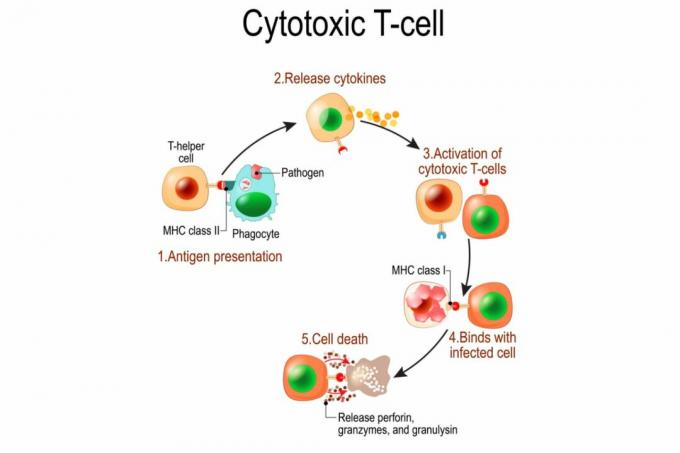 T Активация на клетките