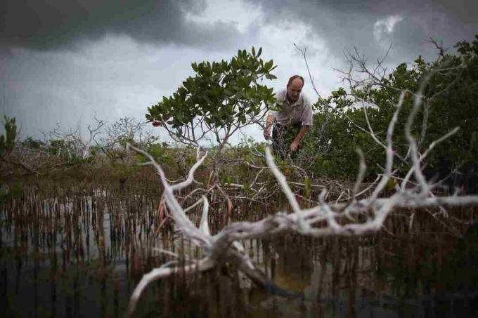Въздействието на изменението на климата върху ключовете във Флорида