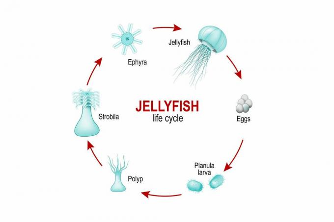 Жизненият цикъл на медузите