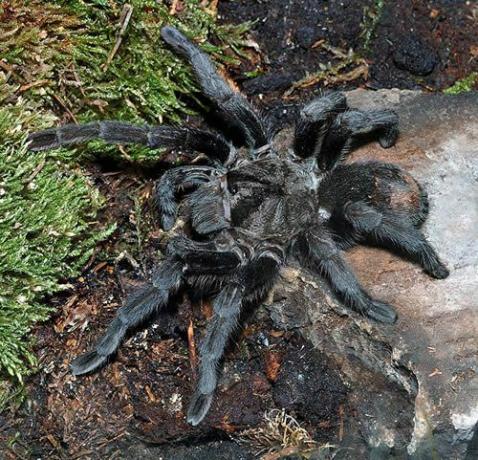 Бразилска черна тарантула (Grammostola pulchra)