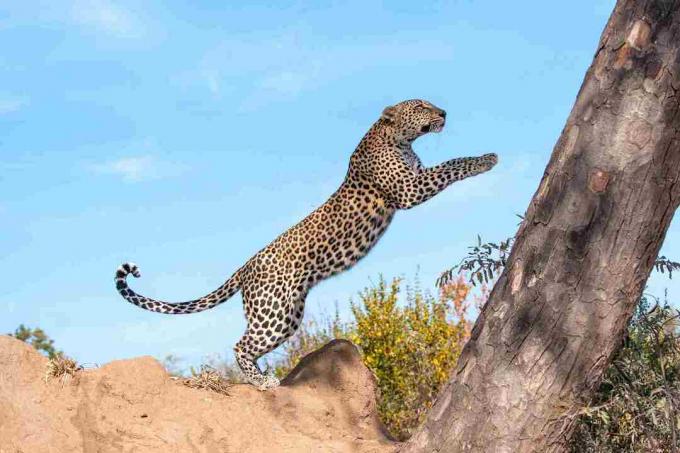 Летящ леопард