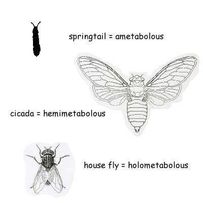 Физическата трансформация на насекомите от един жизнен етап в следващия се нарича метаморфоза. Насекомите могат да претърпят постепенна метаморфоза, пълна метаморфоза или изобщо никаква.
