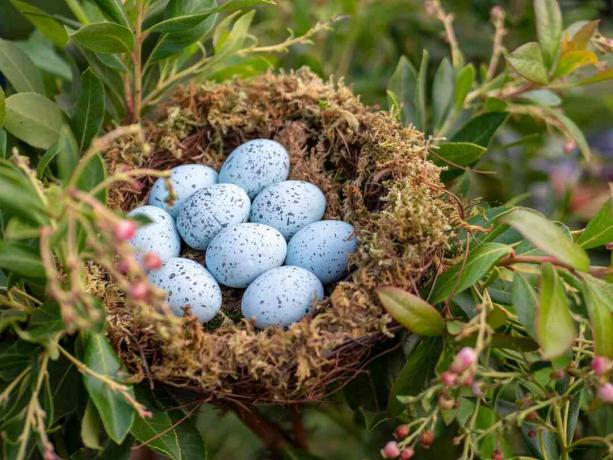 Гнездо на сини яйчни яйца