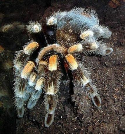 Мексиканска Redknee Tarantula (Brachypelma smithi)