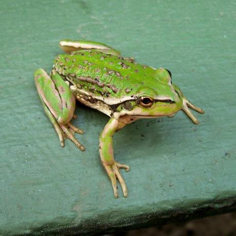 зелена жаба