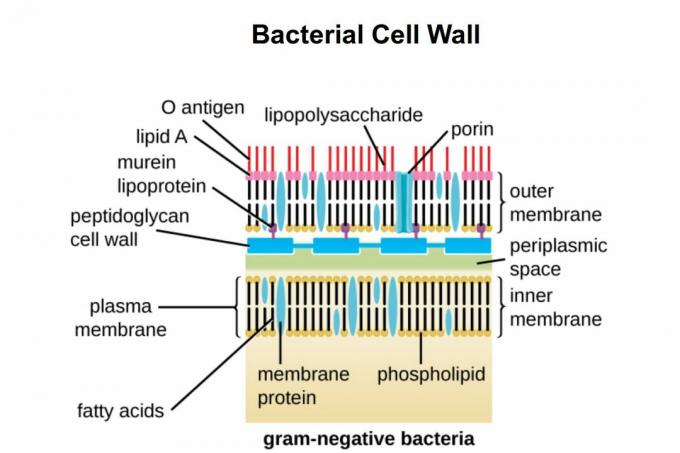 Грам-отрицателна клетъчна стена