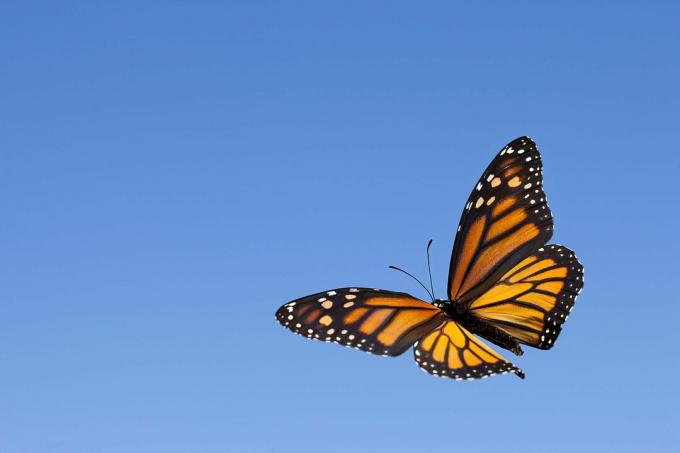 Пеперуда монарх в небето.