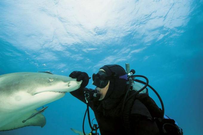 Лимоновите акули са популярни сред водолазите, тъй като не са обичайно агресивни към хората.