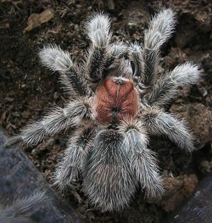 Чиранска роза тарантула (Grammostola rosea)