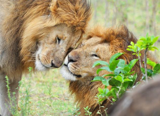 Когато лъвовете и другите котки търкат глави, те обменят маркери на аромат.