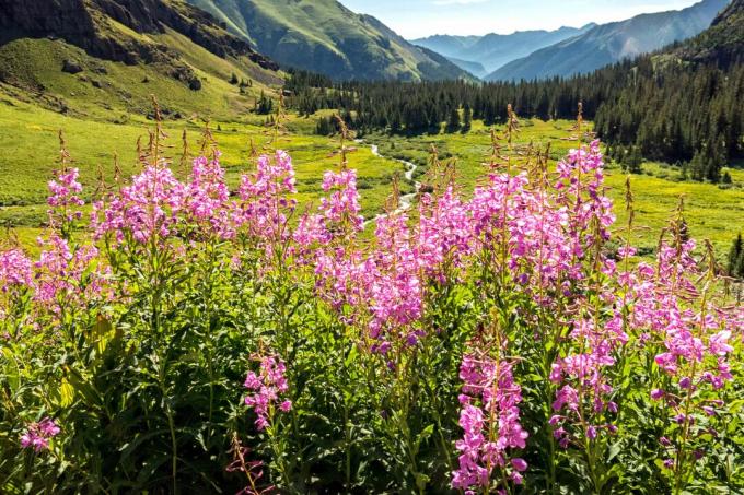 Полеви цветя с водорасли в планините на Колорадо