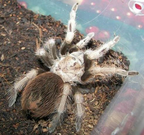 Пустинна руса тарантула (Aphonopelma chalcodes)