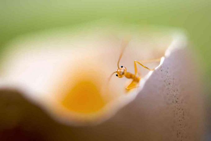 сладка малка самотна червена мравка