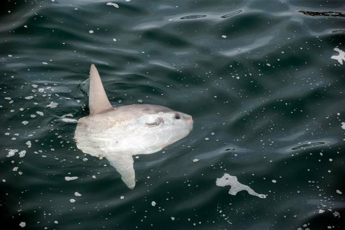 Sunfish, Mola mola, Molidae, екологичен резерват Witless Bay, Нюфаундленд, Канада