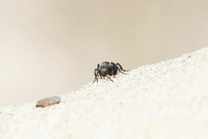 Кадифе мравка