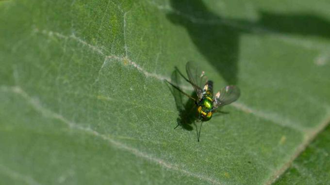 Муха на ордена Diptera, седнала на листо.