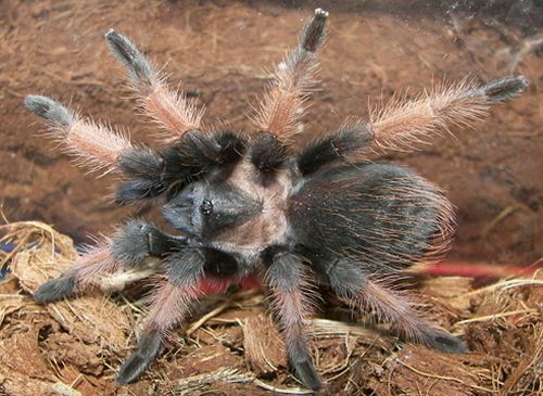 Мексикански червен крак Тарантула (Brachypelma emilia)