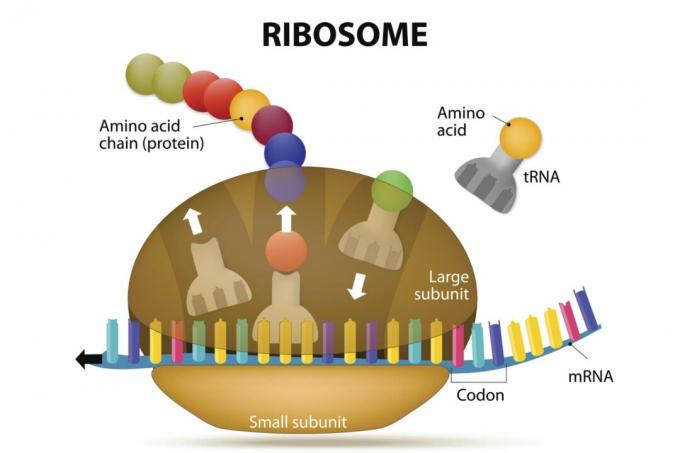 Синтез на рибозоми и протеини