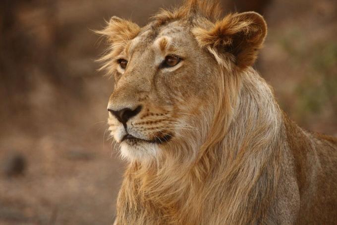 Мъжките азиатски лъвове имат по-малки гриви от африканските лъвове.