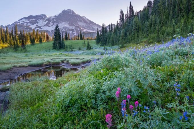 Национален парк Mount Rainier