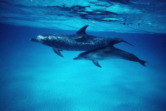 Атлантически петнисти делфини (Stenella frontalis) майка и теле