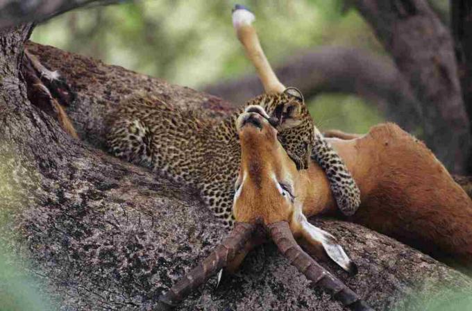 Леопард (Panthera pardus) яде мърша в дърво, Кения